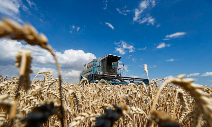 Una mietitrebbia raccoglie il grano in un campo vicino al villaggio di Hrebeni, Kiev, Ucraina, il 17 luglio 2020. (Valentyn Ogirenko/Reuters)
