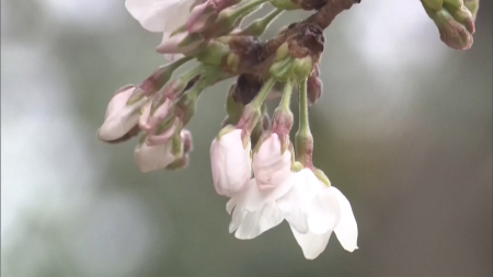La stagione dei ciliegi in fiore a Tokyo