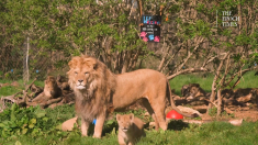 Cuccioli di leone nordafricano giocano allo zoo di Whipsnade