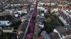 I fiori di ciliegio incantano Bonn