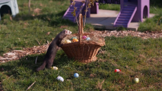 Furetti, Pinguini e Lemuri festeggiano la Pasqua allo Zoo