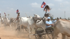 In Cambogia i contadini partecipano alla tradizionale gara dei carretti