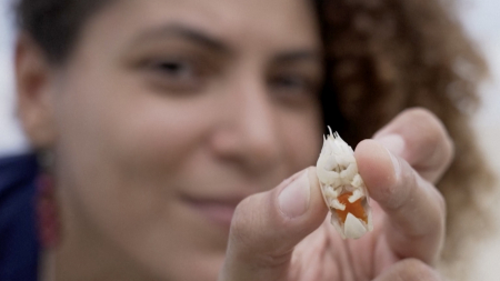 La scomparsa dei granchi talpa in Brasile scatena l’allarme degli scienziati