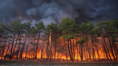 Le fiamme nelle Pinelands del New Jersey