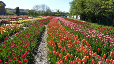 La magia della fioritura dei tulipani a Pianezza