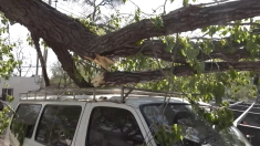 Violente raffiche di vento abbattono oltre 800 alberi a Pechino