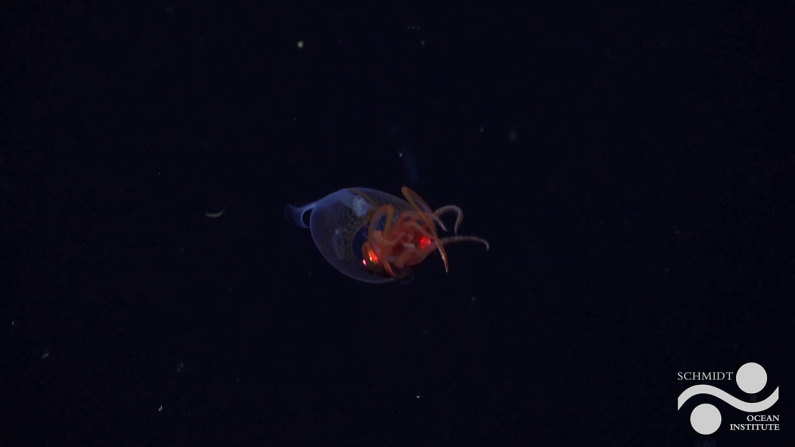 Foto: Schmidt Ocean Institute