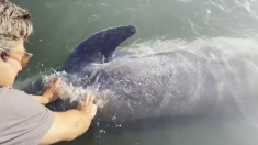Pechocho, il delfino solitario che fa amicizia con gli esseri umani