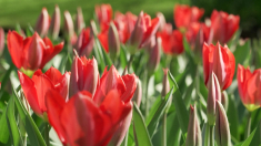 Esplosione di colori: milioni di fiori sbocciano vicino ad Amsterdam