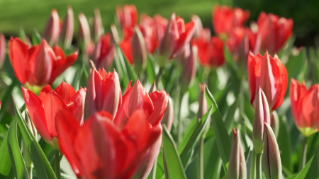 Esplosione di colori: milioni di fiori sbocciano vicino ad Amsterdam