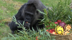La gorilla più anziana del mondo festeggia il 68esimo compleanno allo zoo di Berlino