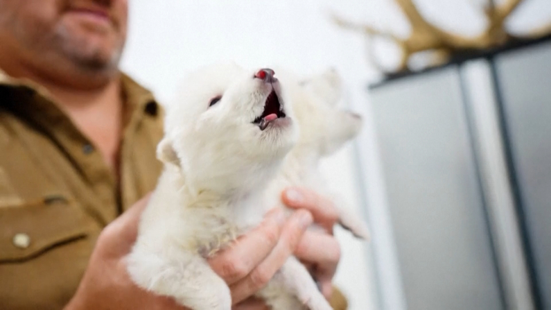 Foto: Reuters/Colossal Biosciences/TMX