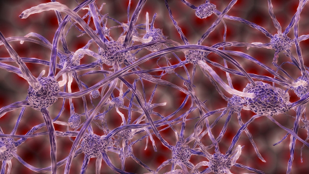 L’eccesso di carboidrati danneggia il cervello