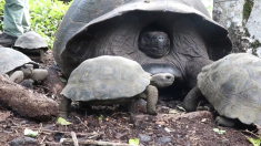 170 tartarughe giganti liberate alle Galápagos