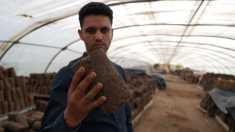 Azienda tunisina trasforma gli scarti di olive in combustibile ecologico
