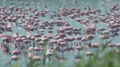 I fenicotteri minori perdono uno dei loro unici quattro siti di riproduzione africani a causa delle acque reflue