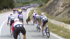 Ciclista del Giro d’Italia si scontra con una capra