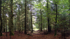 Enea: le foreste “filtrano” le microplastiche