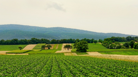 Confagricoltura: divieto uso urea insostenibile per aziende