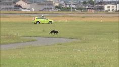 Orso sulla pista dell’aeroporto giapponese di Yamagata, cancellati 10 voli
