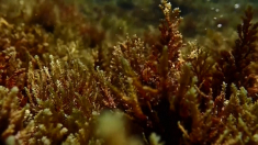 Gli sienziati ripiantano foreste sottomarine di Cystoseira nelle Cicladi