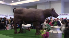 Mucca di cioccolato a grandezza naturale in Cile
