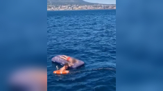 Bambino alla deriva salvato dalla Guardia Costiera a Castellamare