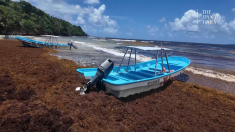 Invasione di sargassi colpisce il paradiso turistico della Repubblica Dominicana