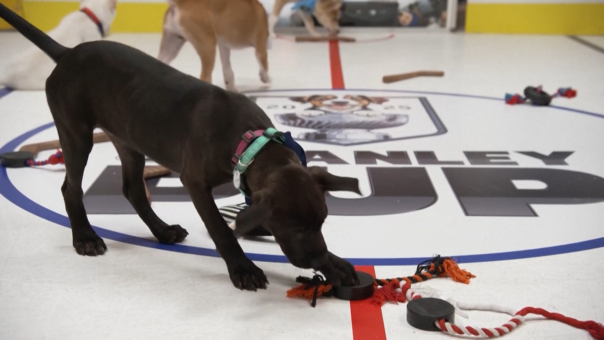 Stanley Pup ovvero cuccioli sul ghiaccio per salvare i cani