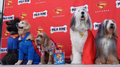 ‘Super-cuccioli’ a Los Angeles per la proiezione speciale di Superman con il fido Krypto