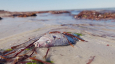 Allarme ambientale in Australia: fauna marina decimata da alghe tossiche