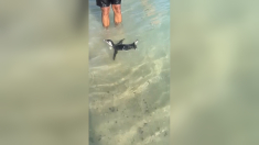 Un pinguino nuota tra i bagnanti a Rio de Janeiro
