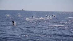La danza della specie rara di 50 delfini nelle acque del Mediterraneo