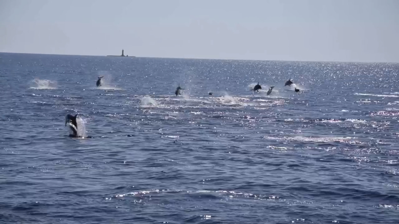 Foto: Centro ricerche cetacei