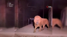 Leone in fuga dallo zoo ferisce un contadino in Turchia
