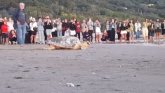 Tutti in spiaggia a Pesaro per salutare la tartaruga Futura