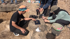 Ritrovati utensili di 1,5 milioni di anni in Indonesia In discussione teoria migrazione umana