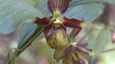 Più di 100 specie rare di orchidee scoperte in Cina