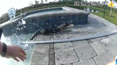 L’alligatore nuota nella piscina in giardino, la polizia interviene