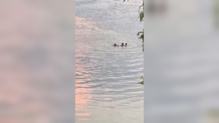 Carabinieri salvano uomo nel Tevere