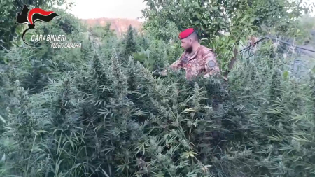 Scoperta maxi piantagione di marijuana e un arsenale di armi da guerra in Reggio Calabria