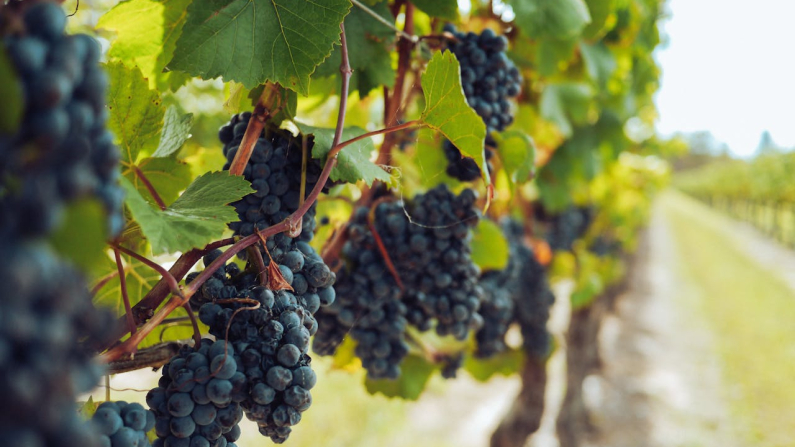 Immagine di Grape Things via Pexels