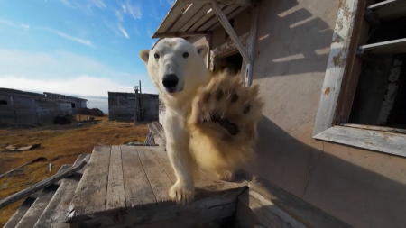 Orsi polari occupano stazione di ricerca abbandonata nell’Artico russo