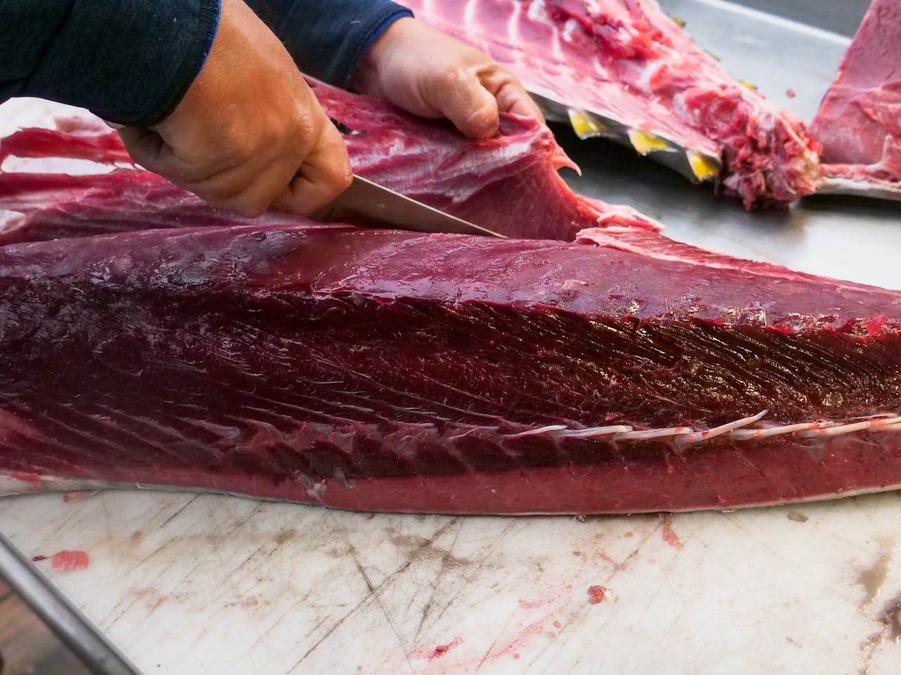Coldiretti: creare fattorie allevamento tonno rosso per la sostenibilità della filiera