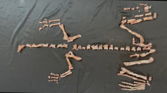 Scoperto un raro fossile di dinosauro in Argentina, uno dei più antichi