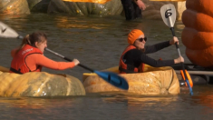 Le barche di zucche divertono residenti e turisti in Belgio